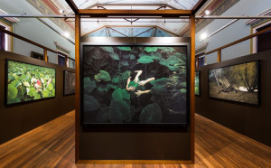 An art gallery interior with warm wood floors and decorative ceilings showcasing an exhibition of nature-themed photography. The central piece is a large, backlit photograph of green foliage with subtle human elements, flanked by smaller framed photos depicting lotus leaves and a woodland scene.